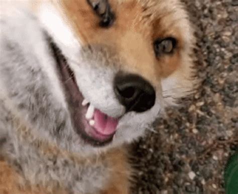 cute fox gif